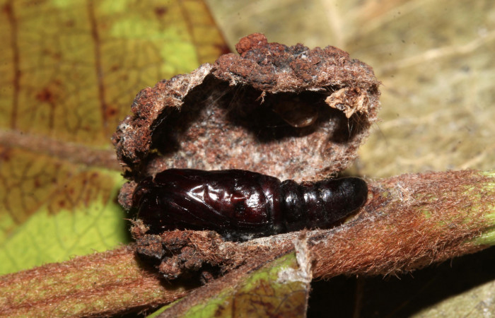 Figura 9. Detalle de pupa atacada por parásito de Tachinidae a <i>Concana hoshea</i></i> (17-SRNP-72559-DHJ740281)