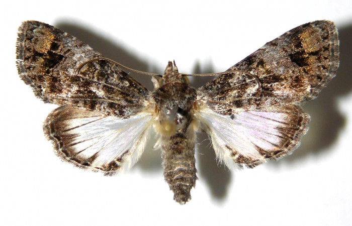 Figura 4.  Adulto de <i>Concana hoshea</i></i> (hembra), vista dorsal. (94-SRNP-737-DHJ328328)