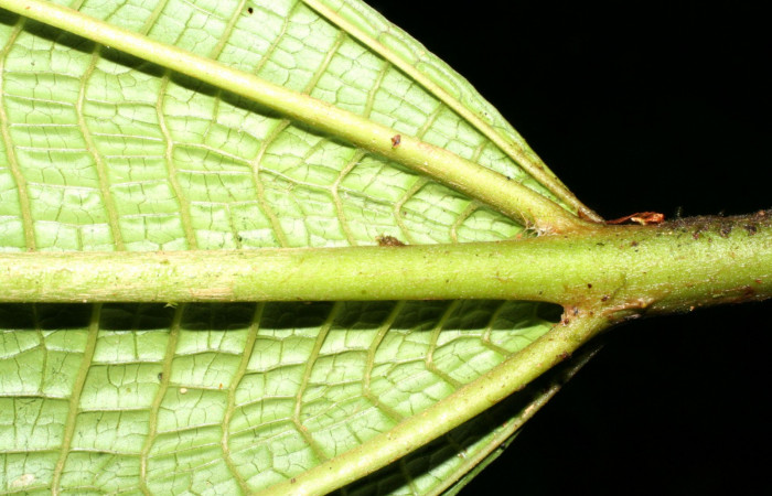 Base de hoja parte del haz .<i>Miconia macrophylla</i></i>