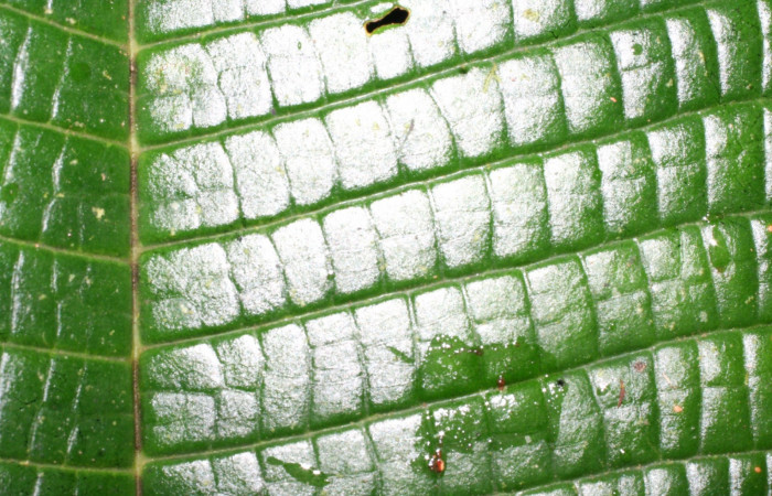 Lámina haz hoja  <i>Miconia macrophylla</i></i>