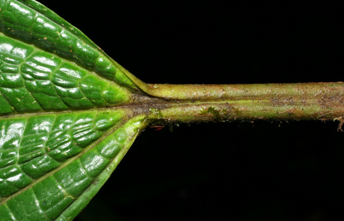 Peciolo de vista por el énves <i>Miconia macrophylla</i></i>