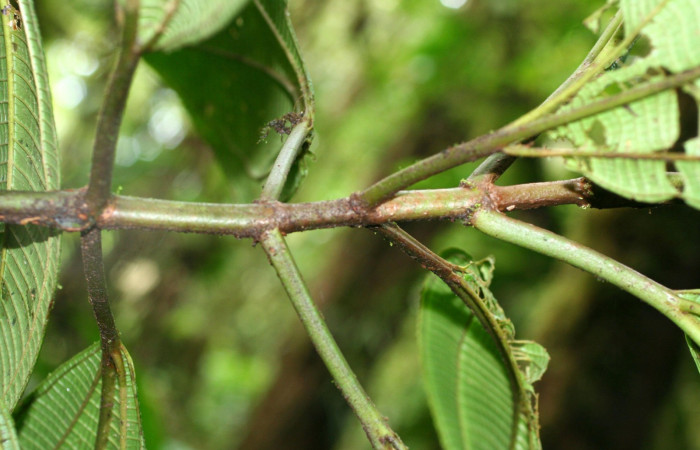 Posición de hojas <i>Miconia macrophylla</i></i>