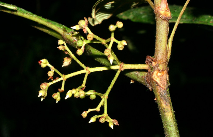 Presentación salida de inflorescencia<i>Miconia macrophylla</i></i>