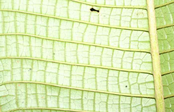 Relieve envés  <i>Miconia macrophylla</i></i>