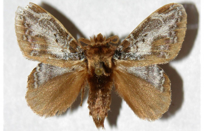 Figura 7. Adulto de <i>Euglyphis rundala</i></i> (Lasiocampidae), macho vista dorsal, localidad Rio Blanco Abajo Sector San Cristóbal ACG (500m). Voucher: 02-SRNP-3121-DHJ319448.jpg.