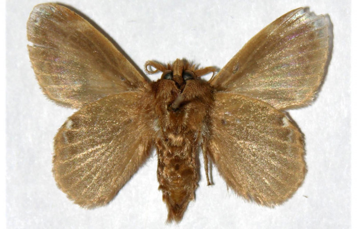 Figura 8. Adulto de <i>Euglyphis rundala</i></i> (Lasiocampidae), macho vista ventral, localidad Rio Blanco Abajo Sector San Cristóbal ACG (500m). Voucher: 02-SRNP-3121-DHJ319449.jpg.