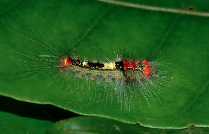 Figura 2. Larva <i>Euglyphis rundala</i></i> (Lasiocampidae), tercer estadío (PPU) vista dorsal, localidad Casa Roberto Sector Pitilla ACG (520m). Voucher: 05-SRNP-34256-DHJ424263.jpg.