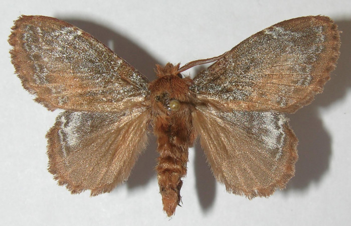 Figura 9. Adulto de <i>Euglyphis rundala</i></i> (Lasiocampidae), hembra vista dorsal, localidad Estación Llanura Sector Rincón Rain Forest ACG (135m). Voucher: 11-SRNP-75545-DHJ553674.jpg.