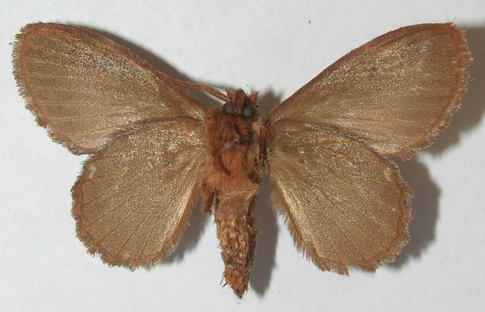 Figura 10. Adulto de <i>Euglyphis rundala</i></i> (Lasiocampidae), hembra vista ventral, localidad Estación Llanura Sector Rincón Rain Forest ACG (135m). Voucher: 11-SRNP-75545-DHJ553675.jpg.