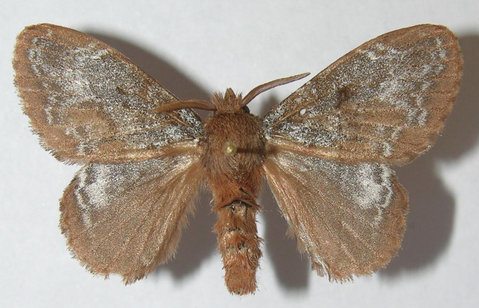 Figura 1. Adulto de <i>Euglyphis rundala</i></i> (Lasiocampidae), vista dorsal, localidad Estación Biológica Llanura Sector Rincón Rain Forest ACG (135m). Voucher: 11-SRNP-75546-DHJ553672.jpg.