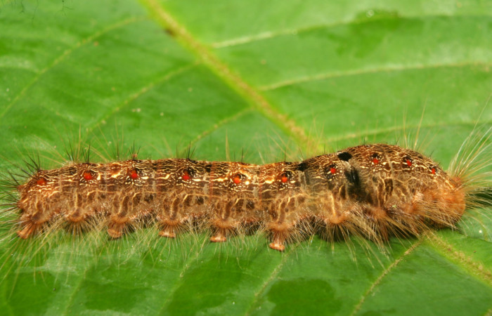 Figura 4. Larva <i>Euglyphis rundala</i></i> (Lasiocampidae), último estadío (U) vista lateral, localidad Medrano Estación Biológica Quica Sector Pitilla ACG (380m). Voucher: 13-SRNP-71301-DHJ702827.jpg.