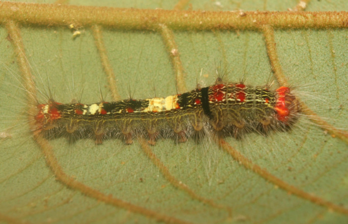 Figura 3. Larva <i>Euglyphis rundala</i></i> (Lasiocampidae), penúltimo estadío (PU) vista lateral, localidad Medrano Estación Biológica Quica Sector Pitilla ACG (380m). Voucher: 13-SRNP-71301-DHJ702830.jpg.