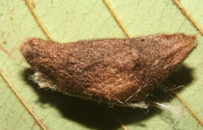 Figura 5. Capullo <i>Euglyphis rundala</i></i> (Lasiocampidae), vista lateral, localidad Medrano Estación Biológica Quica Sector Pitilla ACG (380m). Voucher: 13-SRNP-71302-DHJ702927.jpg.