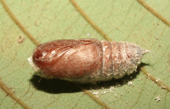 Figura 6. Pupa de <i>Euglyphis rundala</i></i> (Lasiocampidae), vista lateral, localidad Medrano Estación Biológica Quica Sector Pitilla ACG (380m). Voucher: 13-SRNP-71302-DHJ702929.jpg.