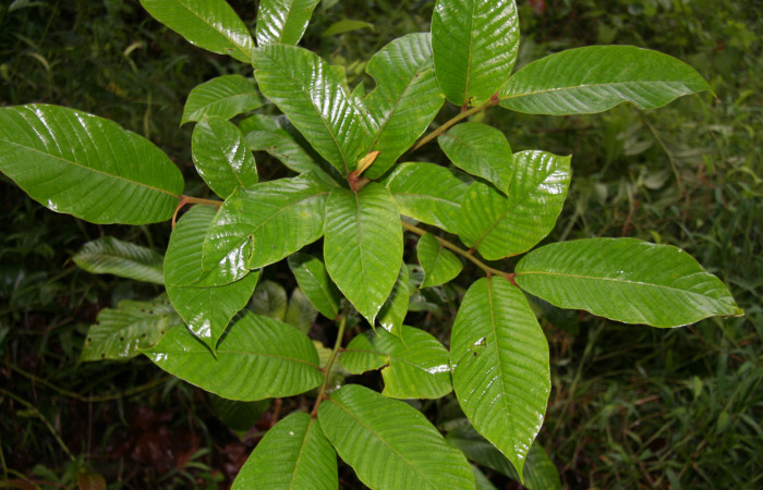 Figura 11. Planta hospedera de <i>Euglyphis rundala</i></i> (Lasiocampidae), esta planta se llama <i>Virola koschnyi</i></i> (Myristicaceae), localidad Bullas Estación Biológica Quica Sector Pitilla ACG (440m).