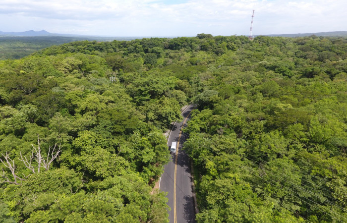 Fotografías: Sergio Cascante, Programa de Manejo de Fuego
https://www.acguanacaste.ac.cr/noticias/noticias-acg/4242-tunel-verde-y-vivo-de-la-biodiversidad-carretera-de-interamericana-norte-la-cruz-guanacaste