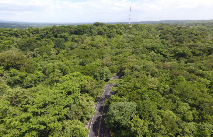 Fotografías: Sergio Cascante, Programa de Manejo de Fuego
https://www.acguanacaste.ac.cr/noticias/noticias-acg/4242-tunel-verde-y-vivo-de-la-biodiversidad-carretera-de-interamericana-norte-la-cruz-guanacaste