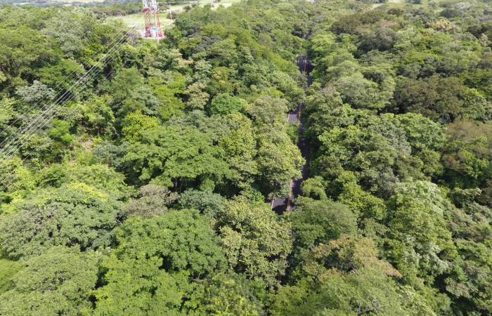 Fotografías: Sergio Cascante, Programa de Manejo de Fuego
https://www.acguanacaste.ac.cr/noticias/noticias-acg/4242-tunel-verde-y-vivo-de-la-biodiversidad-carretera-de-interamericana-norte-la-cruz-guanacaste