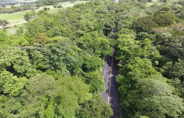 Fotografías: Sergio Cascante, Programa de Manejo de Fuego
https://www.acguanacaste.ac.cr/noticias/noticias-acg/4242-tunel-verde-y-vivo-de-la-biodiversidad-carretera-de-interamericana-norte-la-cruz-guanacaste