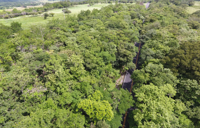 Fotografías: Sergio Cascante, Programa de Manejo de Fuego
https://www.acguanacaste.ac.cr/noticias/noticias-acg/4242-tunel-verde-y-vivo-de-la-biodiversidad-carretera-de-interamericana-norte-la-cruz-guanacaste