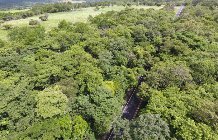 Fotografías: Sergio Cascante, Programa de Manejo de Fuego
https://www.acguanacaste.ac.cr/noticias/noticias-acg/4242-tunel-verde-y-vivo-de-la-biodiversidad-carretera-de-interamericana-norte-la-cruz-guanacaste