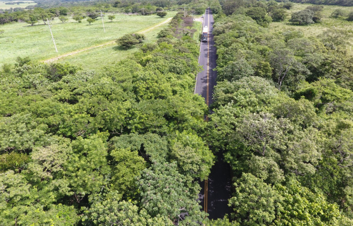 Fotografías: Sergio Cascante, Programa de Manejo de Fuego
https://www.acguanacaste.ac.cr/noticias/noticias-acg/4242-tunel-verde-y-vivo-de-la-biodiversidad-carretera-de-interamericana-norte-la-cruz-guanacaste