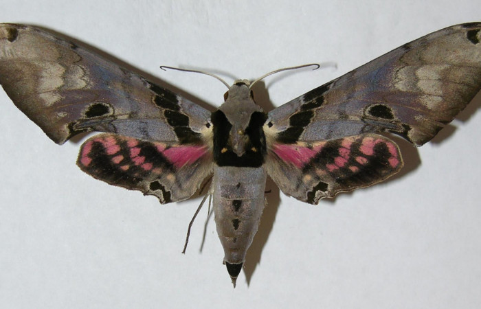 Fig. 01. Macho de <i>Adhemarius gannascus</i></i> (Sphingidae), vista dorsal, 108mm de longitud. Voucher: 06-SRNP-5798-DHJ347166.jpg.