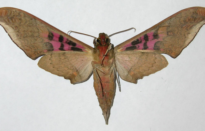 Fig. 02. Macho de <i>Adhemarius gannascus</i></i> (Sphingidae), vista ventral, 125mm de longitud. Voucher: 06-SRNP-5754-DHJ347371.jpg.