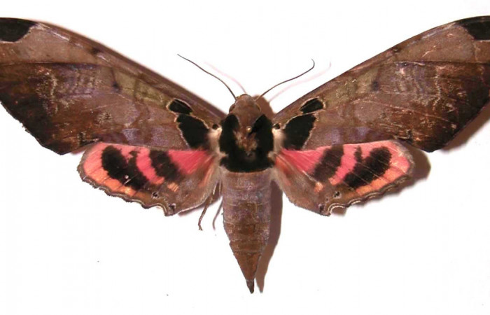 Fig. 03. Hembra de <i>Adhemarius ypsilon</i></i> (Sphingidae), vista dorsal, 123mm de longitud. Voucher: 02-SRNP-13571-DHJ35562.jpg.