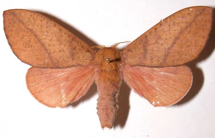 Fg.1. Adulto vista dorsal de la hembra <i>Adeloneivaia isara</i></i> (Saturnidae). Luces Sector Santa Rosa, 300 m. 02-SRNP-35234-DHJ37132.