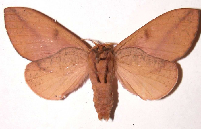 Fg.2. Adulto vista ventral de la hembra <i>Adeloneivaia isara</i></i> (Saturnidae). Luces Sector Santa Rosa, 300 m. 02-SRNP-35234-DHJ37133.