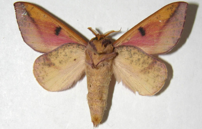 Fg.3. Adulto vista ventral de la hembra <i>Adeloneivaia isara</i></i> (Saturnidae). Luces Sector Santa Rosa, 300 m. 05-SRNP-64424-DHJ358031. 