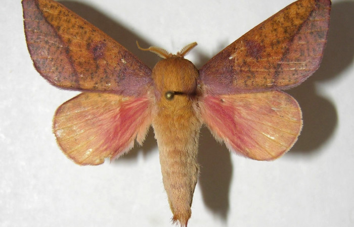 Fg.4. Adulto vista dorsal de la hembra <i>Adeloneivaia isara</i></i> (Saturnidae). Luces Sector Santa Rosa, 300 m. 05-SRNP-64424-DHJ358030.