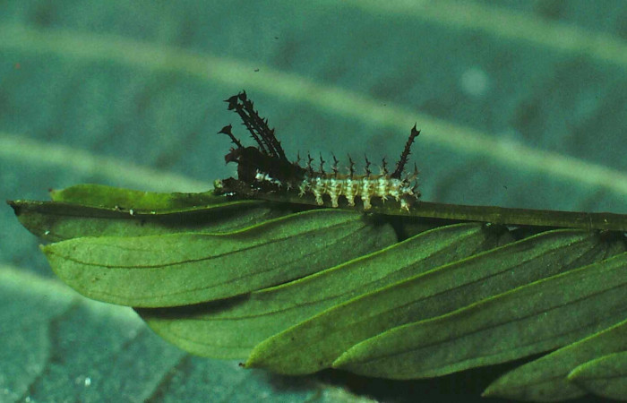 Fg.5. Larva tercer estadio de <i>Adeloneivaia isara</i></i> (Saturnidae). Luces Sector Santa Rosa, 300 m. 81-SRNP-110-DHJ184.