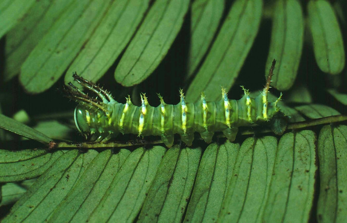Fg.6. Larva tercer estadio de <i>Adeloneivaia isara</i></i> (Saturnidae). Luces Sector Santa Rosa, 300 m. 81-SRNP-110-DHJ1854