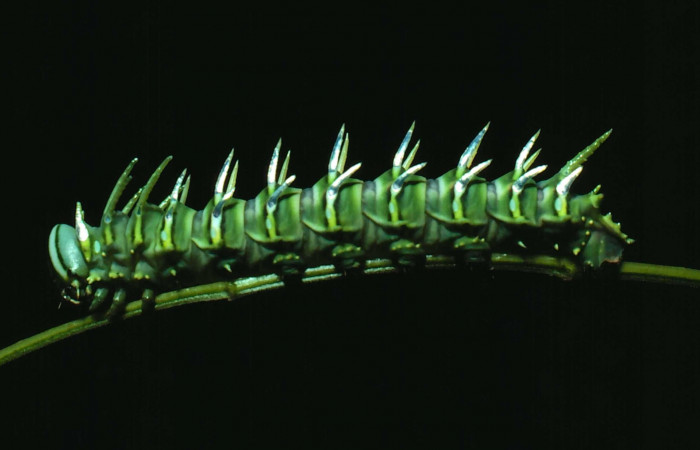 Fg.7. Larva cuarto estadio de <i>Adeloneivaia isara</i></i> (Saturnidae). Luces Sector Santa Rosa, 300 m. 81-SRNP-110-DHJ1864.