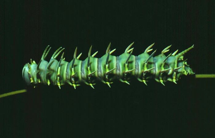 Fg.8. Larva cuarto estadio de <i>Adeloneivaia isara</i></i>(Saturnidae). Luces Sector Santa Rosa, 300 m. 81-SRNP-110-DHJ1865.