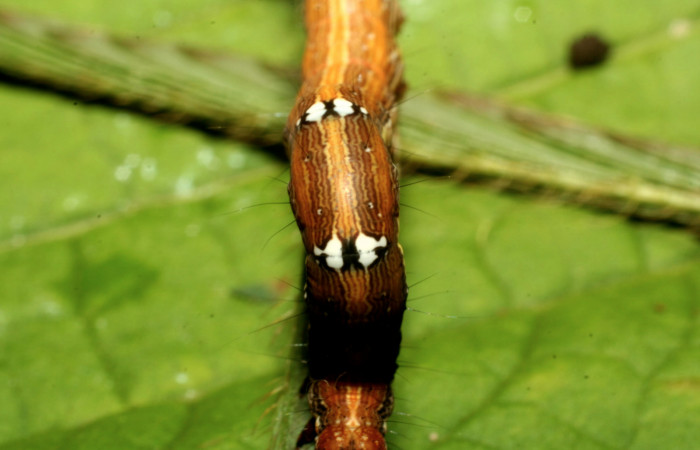 Larva de <i>Lesmone formularis</i></i> (Erebidae), dorsal torax, último estadío. Voucher 05-SRNP-34676