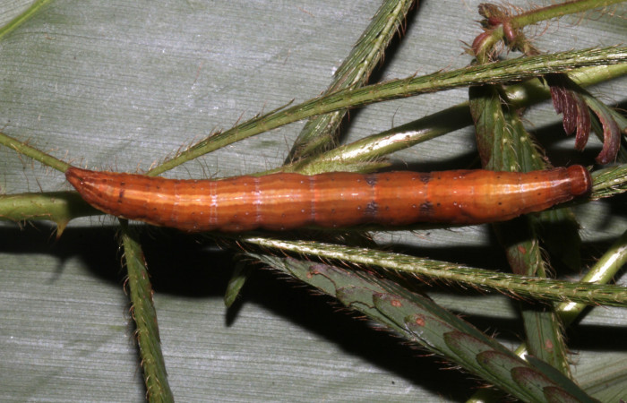 Figura 6. Larva de <i>Lesmone formularis</i></i> (Erebidae). Vista dorsal, último estadío 49 mm. Voucher: 18-SRNP-32105-DHJ748335.jpg.