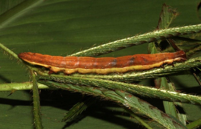 Figura 7. Larva de <i>Lesmone formularis</i></i> (Erebidae). Vista lateral, último estadío 49 mm. Voucher: 18-SRNP-32105-DHJ748336.jpg.