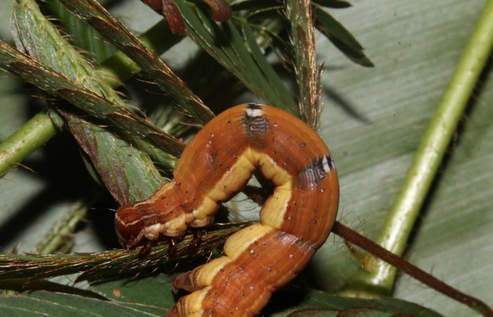 Figura 8. Larva de <i>Lesmone formularis</i></i> (Erebidae). Lateral torax, último estadío 49 mm. Voucher: 18-SRNP-32105-DHJ748337.jpg.