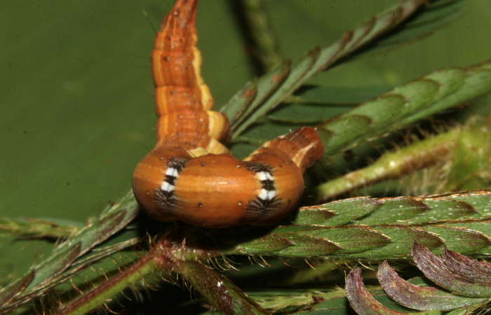 Figura 9. Larva de <i>Lesmone formularis</i></i> (Erebidae). Dorsal torax, último estadío 49 mm. Voucher: 18-SRNP-32105-DHJ748338.jpg.