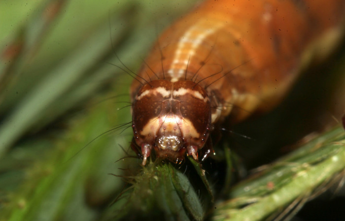 Figura 11. Larva de <i>Lesmone formularis</i></i> (Erebidae). Cabeza de frente, último estadío 49 mm. Voucher: 18-SRNP-32105-DHJ748341.jpg.