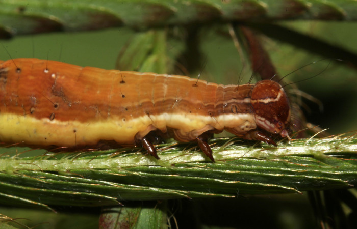 Figura 10. Larva de <i>Lesmone formularis</i></i> (Erebidae). Cabeza de lado, último estadío 49 mm. Voucher: 18-SRNP-32105-DHJ748342.jpg.