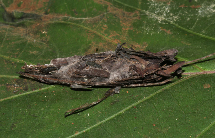 Figura 12. Capullo de <i>Lesmone formularis</i></i> (Erebidae). Capullo 50 mm. Foto 21/diciembre/2018. Voucher: 18-SRNP-32105-DHJ748503.jpg.