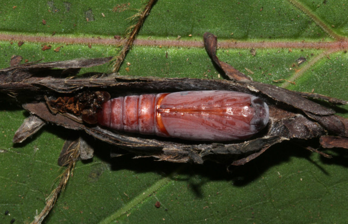Figura 15. Pupa ventral de <i>Lesmone formularis</i></i> (Erebidae). Pupa 20 mm. Foto: 21/diciembre/2018. Voucher: 18-SRNP-32105-DHJ748505.jpg.