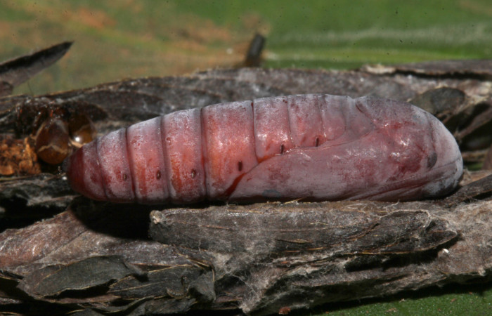 Figura 13. Pupa lateral de <i>Lesmone formularis</i></i> (Erebidae). Pupa 20 mm. Foto: 21/diciembre/2018. Voucher: 18-SRNP-32105-DHJ748506.jpg.