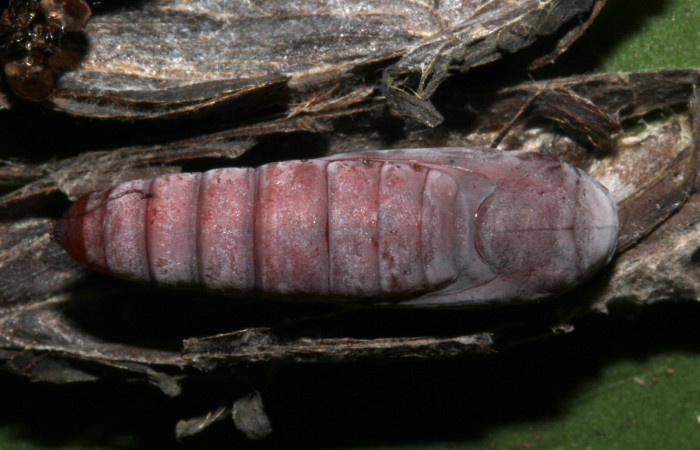 Figura 14. Pupa dorsal de <i>Lesmone formularis</i></i> (Erebidae). Pupa 20 mm. Foto: 21/diciembre/2018. Voucher: 18-SRNP-32105-DHJ748507.jpg.