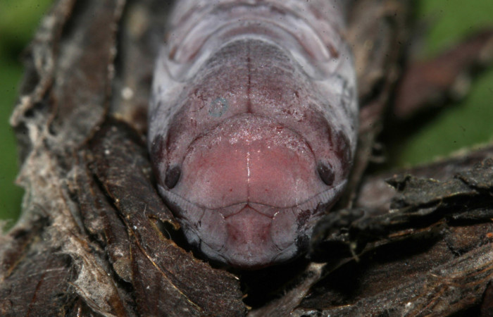 Figura 16. Pupa de frente <i>Lesmone formularis</i></i> (Erebidae). Pupa 20 mm. Foto: 21/diciembre/2018. Voucher: 18-SRNP-32105-DHJ748511.jpg.