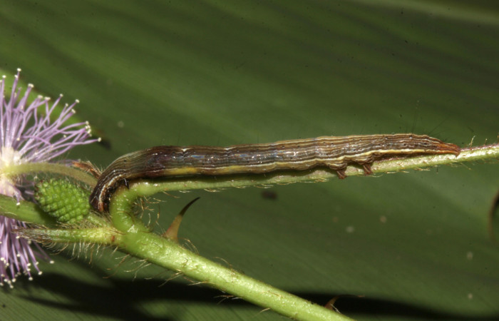 Figura 3. Larva de <i>Lesmone formularis</i></i> (Erebidae). Vista lateral, penultimo estadío 32 mm. Voucher: 18-SRNP-32106-DHJ748345.jpg.